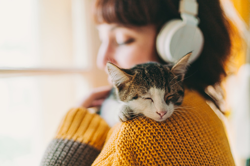 Cute cat sleeping on owner’s shoulder