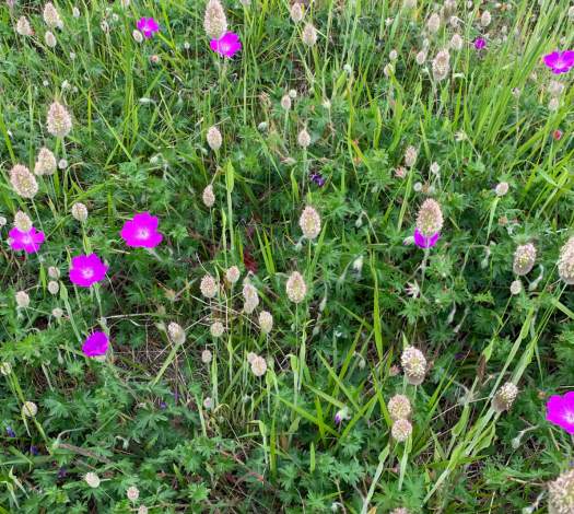 biodiversité du quotidien